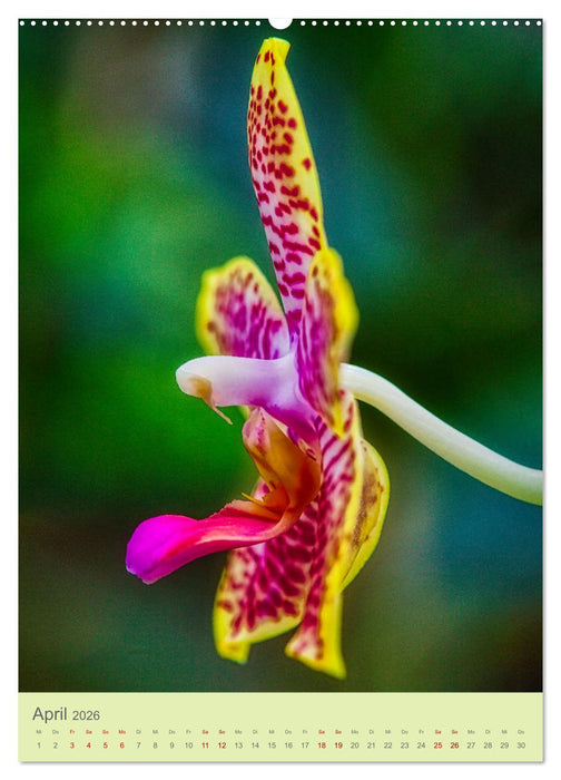 Schmetterlingsorchideen in High Dynamic (CALVENDO Wandkalender 2026)