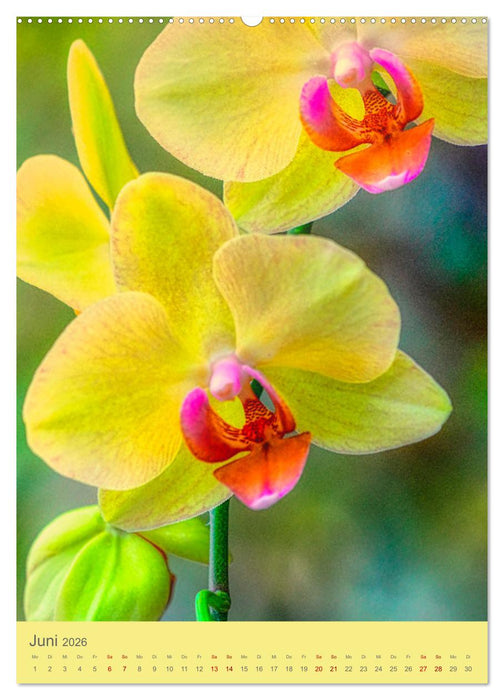 Schmetterlingsorchideen in High Dynamic (CALVENDO Wandkalender 2026)