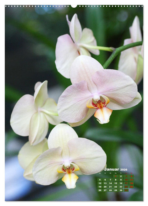 Traumhafte Orchideen (CALVENDO Premium Wandkalender 2026)