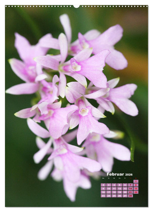 Traumhafte Orchideen (CALVENDO Premium Wandkalender 2026)
