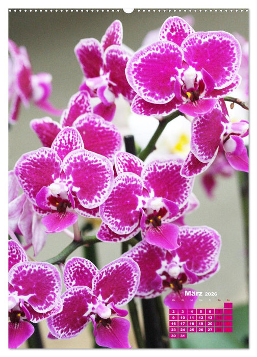 Traumhafte Orchideen (CALVENDO Premium Wandkalender 2026)