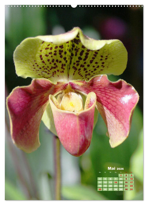 Traumhafte Orchideen (CALVENDO Premium Wandkalender 2026)