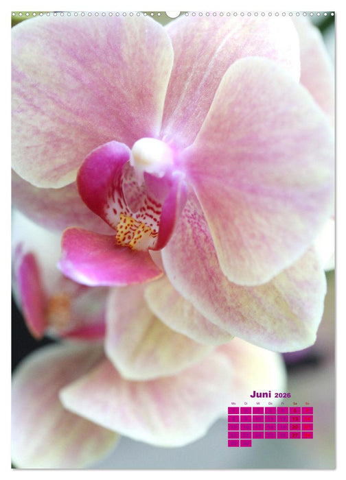 Traumhafte Orchideen (CALVENDO Premium Wandkalender 2026)