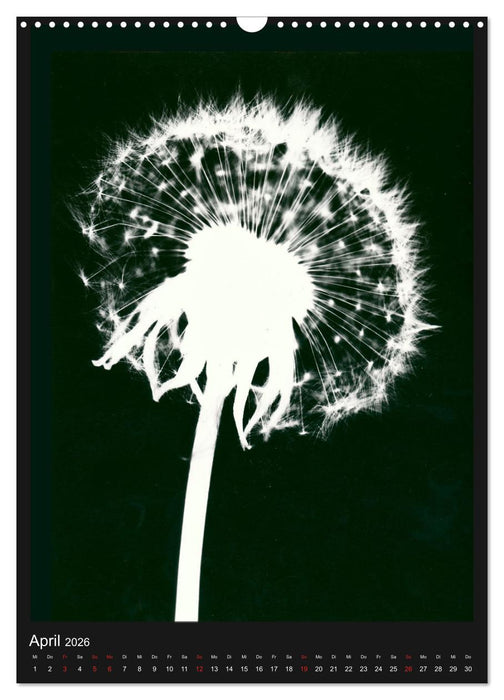 Anton Stankowski Fotogramme (CALVENDO Wandkalender 2026)