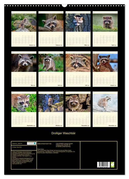 Drolliger Waschbär (CALVENDO Wandkalender 2026)