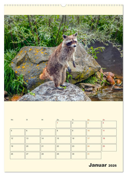 Drolliger Waschbär (CALVENDO Wandkalender 2026)