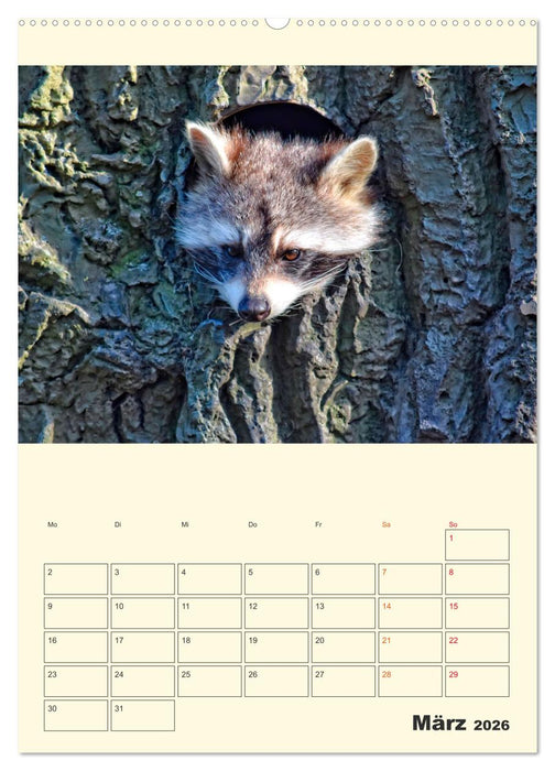 Drolliger Waschbär (CALVENDO Wandkalender 2026)