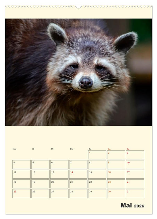 Drolliger Waschbär (CALVENDO Wandkalender 2026)