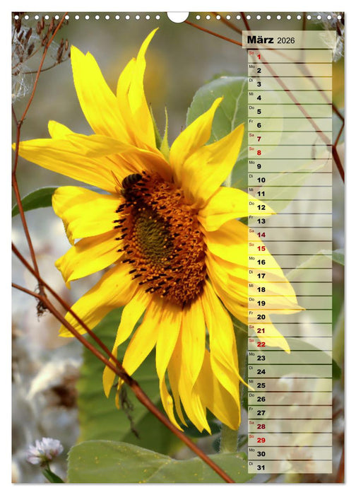 Leuchtende Sonnenblumen, sonnige Aussichten das ganze Jahr (CALVENDO Wandkalender 2026)