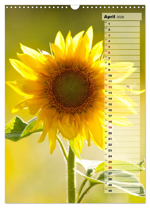 Leuchtende Sonnenblumen, sonnige Aussichten das ganze Jahr (CALVENDO Wandkalender 2026)