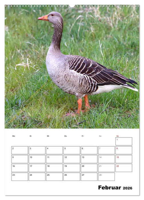 Gänse, geliebte Wasservögel (CALVENDO Premium Wandkalender 2026)