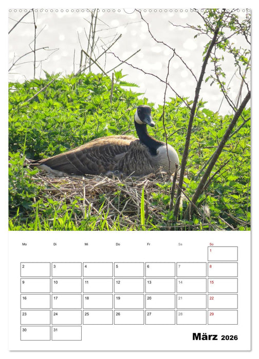 Gänse, geliebte Wasservögel (CALVENDO Premium Wandkalender 2026)
