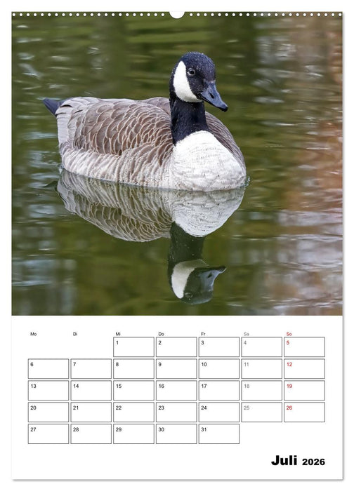 Gänse, geliebte Wasservögel (CALVENDO Premium Wandkalender 2026)