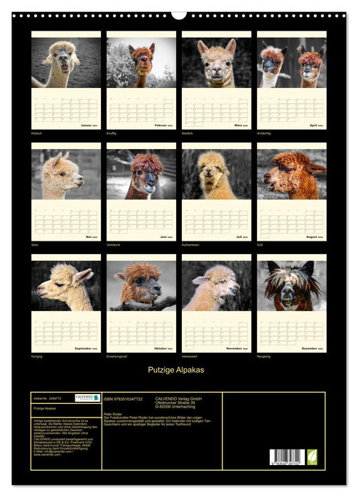 Putzige Alpakas (CALVENDO Wandkalender 2026)