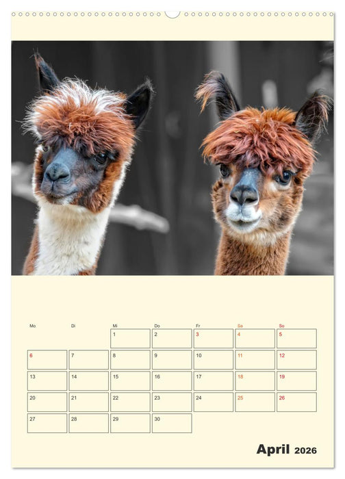 Putzige Alpakas (CALVENDO Wandkalender 2026)