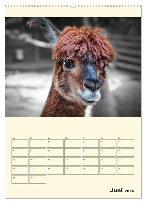 Putzige Alpakas (CALVENDO Wandkalender 2026)