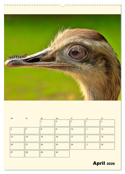 Lustig verrückt - der Tierkalender (CALVENDO Premium Wandkalender 2026)