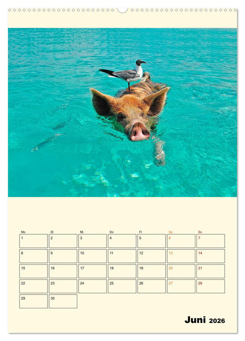 Lustig verrückt - der Tierkalender (CALVENDO Premium Wandkalender 2026)