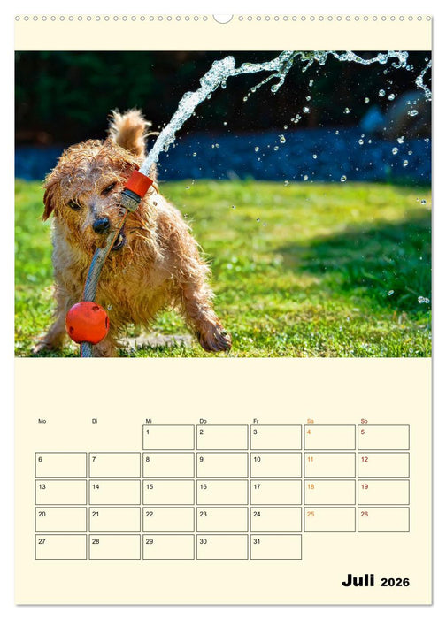 Lustig verrückt - der Tierkalender (CALVENDO Premium Wandkalender 2026)