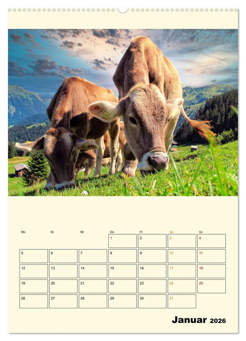 Glückliche Bergkühe (CALVENDO Wandkalender 2026)