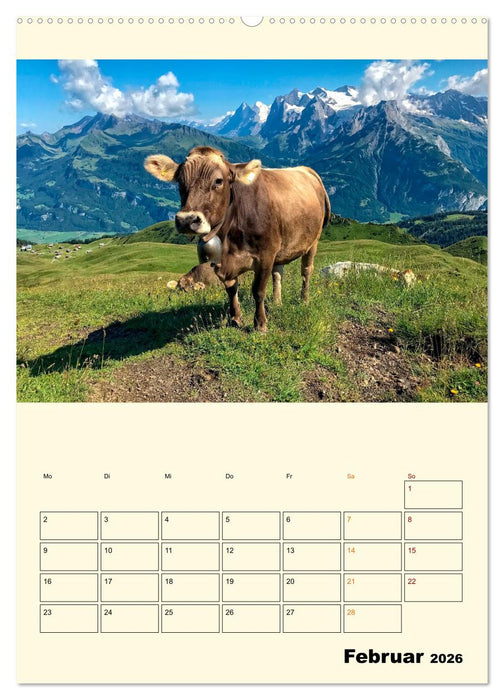 Glückliche Bergkühe (CALVENDO Wandkalender 2026)