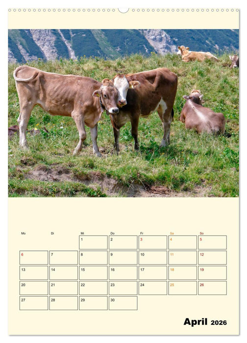 Glückliche Bergkühe (CALVENDO Wandkalender 2026)
