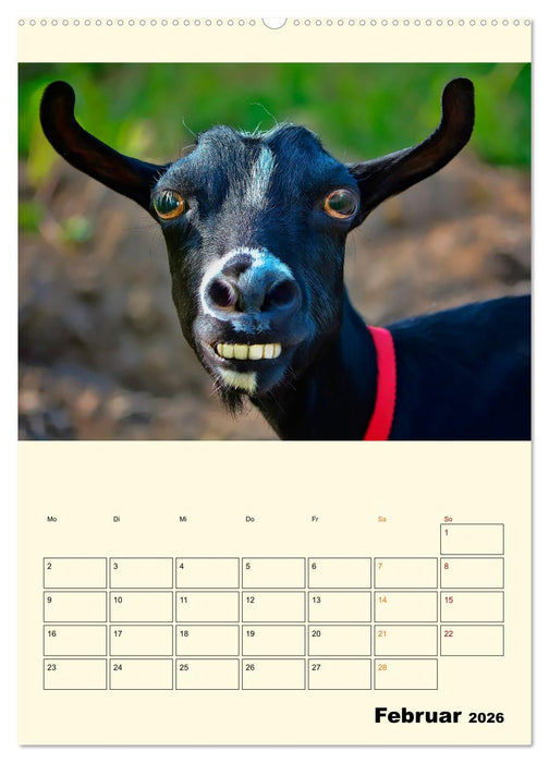 Lustig verrückt - der Tierkalender (CALVENDO Wandkalender 2026)