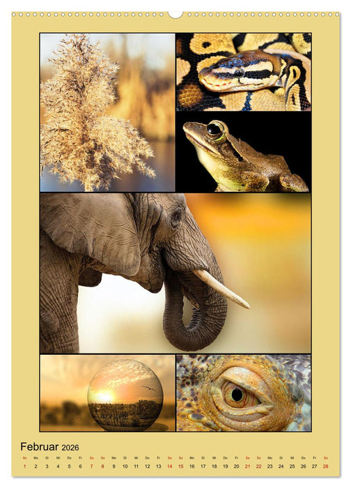 Farbsymphonien der Natur (CALVENDO Premium Wandkalender 2026)