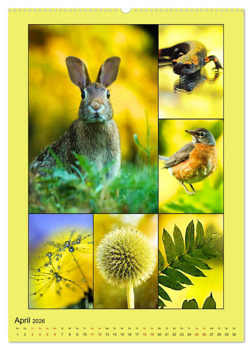 Farbsymphonien der Natur (CALVENDO Premium Wandkalender 2026)