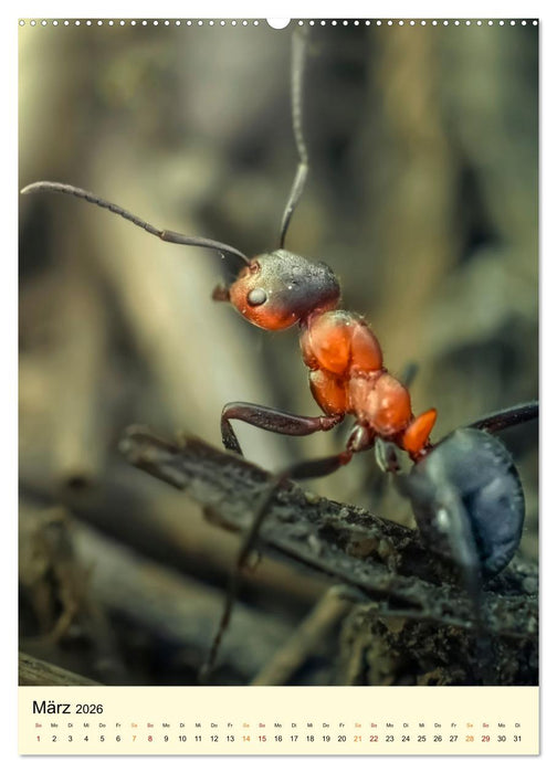 Ameisen quirlige Arbeiter (CALVENDO Premium Wandkalender 2026)
