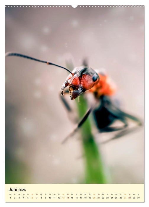 Ameisen quirlige Arbeiter (CALVENDO Premium Wandkalender 2026)