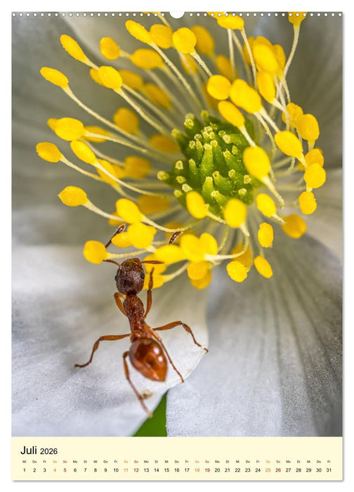 Ameisen quirlige Arbeiter (CALVENDO Premium Wandkalender 2026)
