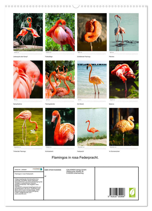 Flamingos in rosa Federpracht. (CALVENDO Wandkalender 2026)