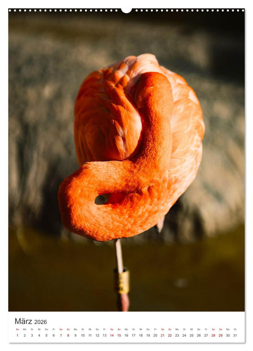 Flamingos in rosa Federpracht. (CALVENDO Wandkalender 2026)