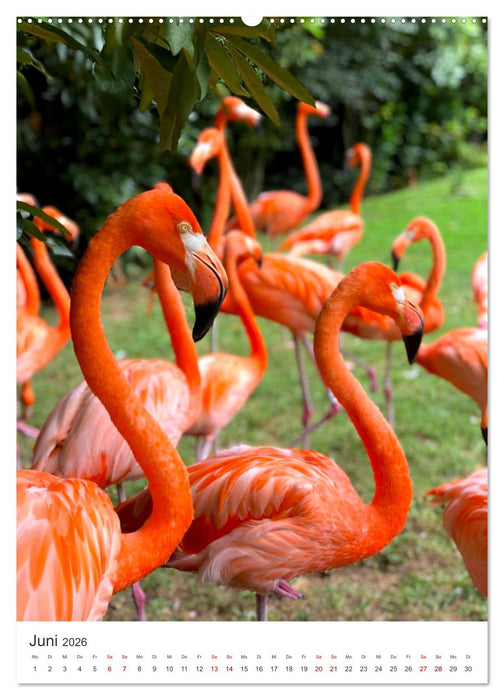 Flamingos in rosa Federpracht. (CALVENDO Wandkalender 2026)