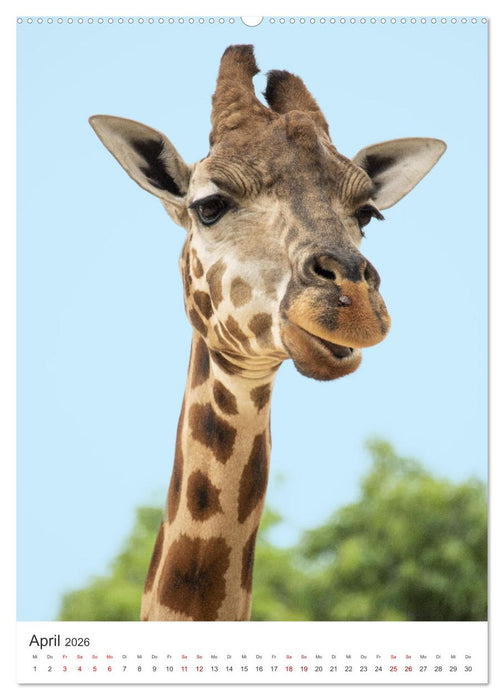 Giraffe - Bemerkenswerte Tiere. (CALVENDO Premium Wandkalender 2026)