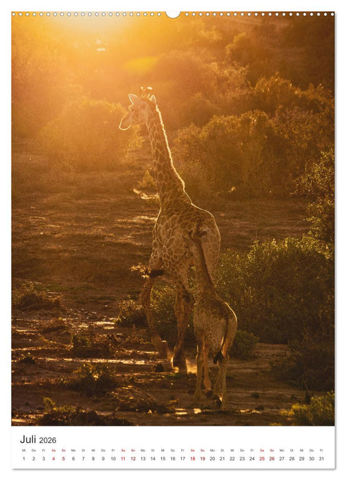 Giraffe - Bemerkenswerte Tiere. (CALVENDO Premium Wandkalender 2026)