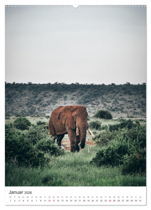 Elefanten - Die Herzeroberer der Tierwelt. (CALVENDO Premium Wandkalender 2026)