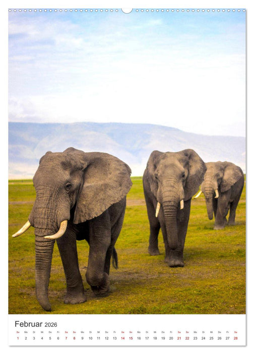 Elefanten - Die Herzeroberer der Tierwelt. (CALVENDO Premium Wandkalender 2026)