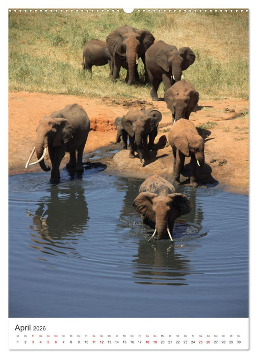 Elefanten - Die Herzeroberer der Tierwelt. (CALVENDO Premium Wandkalender 2026)