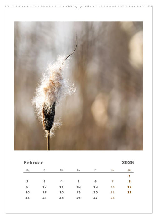 Minimalistisch, Gräser, Blüten, Blätter und Zweige im Fokus (CALVENDO Wandkalender 2026)