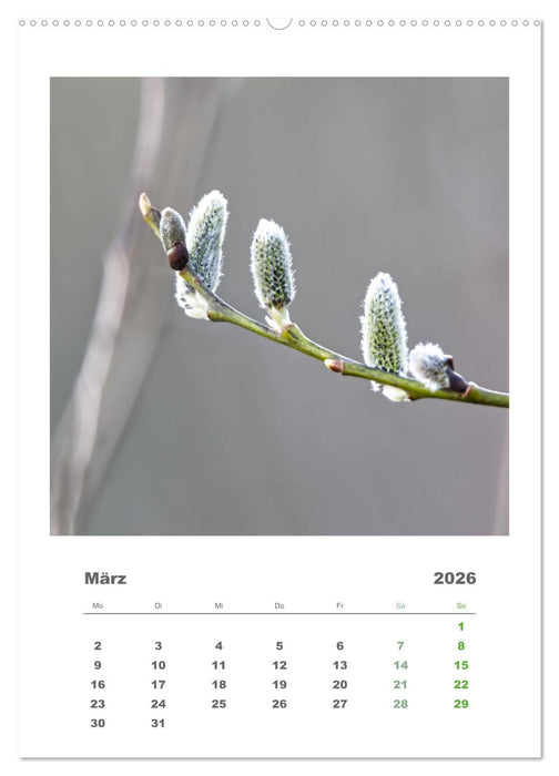 Minimalistisch, Gräser, Blüten, Blätter und Zweige im Fokus (CALVENDO Wandkalender 2026)