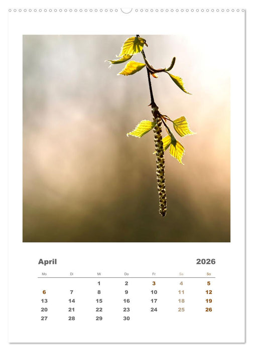 Minimalistisch, Gräser, Blüten, Blätter und Zweige im Fokus (CALVENDO Wandkalender 2026)