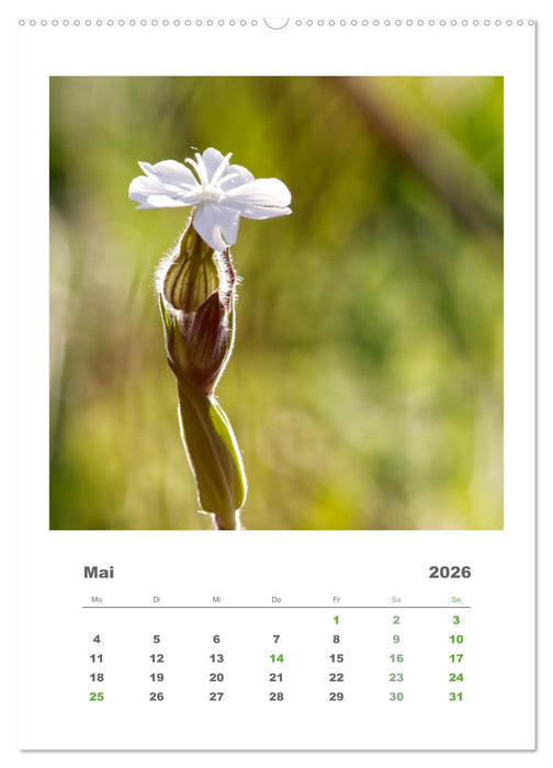 Minimalistisch, Gräser, Blüten, Blätter und Zweige im Fokus (CALVENDO Wandkalender 2026)