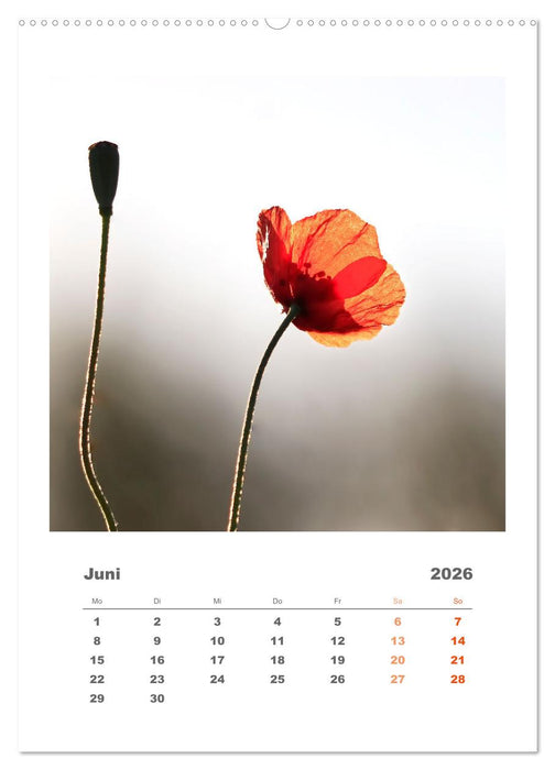 Minimalistisch, Gräser, Blüten, Blätter und Zweige im Fokus (CALVENDO Wandkalender 2026)