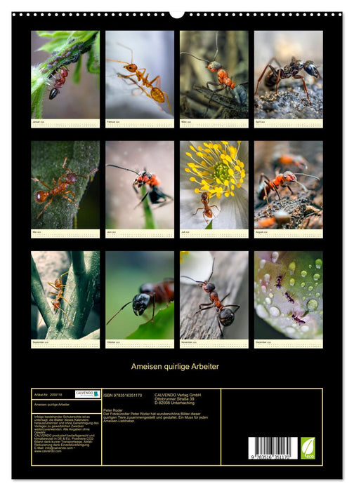 Ameisen quirlige Arbeiter (CALVENDO Wandkalender 2026)