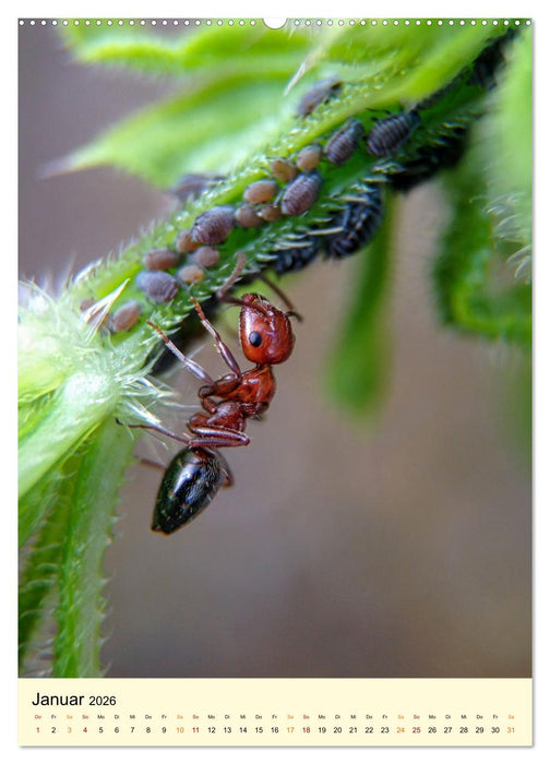 Ameisen quirlige Arbeiter (CALVENDO Wandkalender 2026)