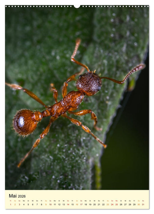 Ameisen quirlige Arbeiter (CALVENDO Wandkalender 2026)