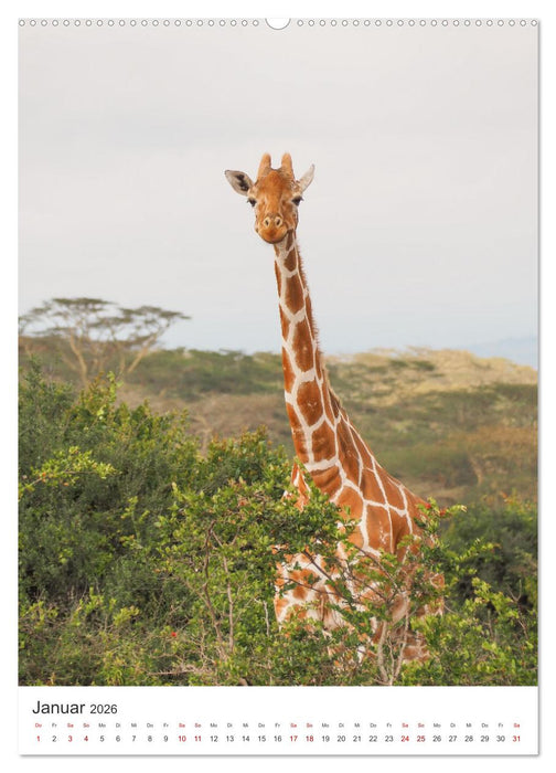 Giraffe - Bemerkenswerte Tiere. (CALVENDO Wandkalender 2026)
