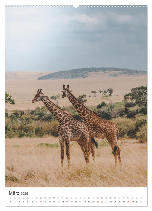 Giraffe - Bemerkenswerte Tiere. (CALVENDO Wandkalender 2026)